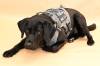 Willow is trained to detect chemical adhesives and components used in electronics, such as laptops, cellphones, hard drives and memory cards. (Supplied)