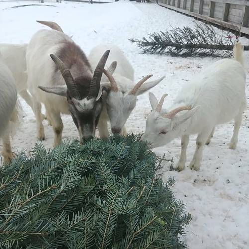 SUPPLIED
                                goats at Aurora Farms munch on Christmas trees