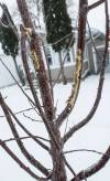 JOHN WOODS / FREE PRESS
                                Aurele Jack, a resident on Larsen Ave., is upset that snow plows damaged newly planted trees on his street in Sunday, December 28, 2025. reporter: aaron
