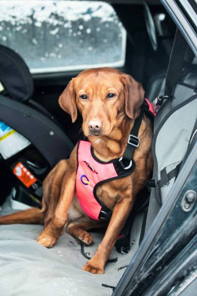 MIKAELA MACKENZIE / FREE PRESS
                                Maze demonstrates a Crash Safe Dog harness on Friday, Jan. 16, 2026. For Aaron story. Free Press 2026