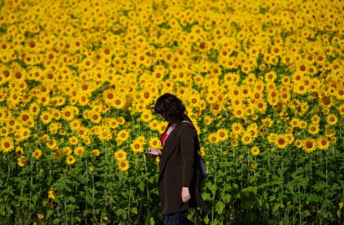 JUSTIN TANG / THE CANADIAN PRESS FILES
                                A person passes sunflowers growing at the Central Experimental Farm in Ottawa, site of Agriculture and Agri-Foods Canada&rsquo;s headquarters.