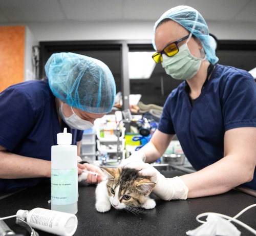 MIKAELA MACKENZIE / FREE PRESS Starfish is prepared for surgery in the clinic at the Winnipeg Humane Society.