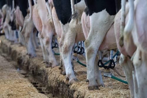 Food-culture extremes reverberate back to farm