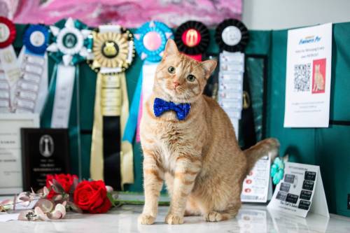 MIKAELA MACKENZIE / FREE PRESS
                                Patrick shows off some of his awards. The playful orange tabby is winning the hearts of judges as far south as Kansas at cat shows.