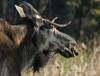 TONY TALBOT / THE ASSOCIATED PRESS FILES
                                The province hasn&rsquo;t supplied information about its moose-hunt licensing decisions to First Nations, Manitoba Keewatinowi Okimakanak said Monday.