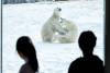 JOHN WOODS / FREE PRESS
                                Friends Mia, left, and Jia, right, view the polar bears during the International Polar Bear Day events at Assiniboine Zoo Sunday, March 1, 2026. reporter: standup
